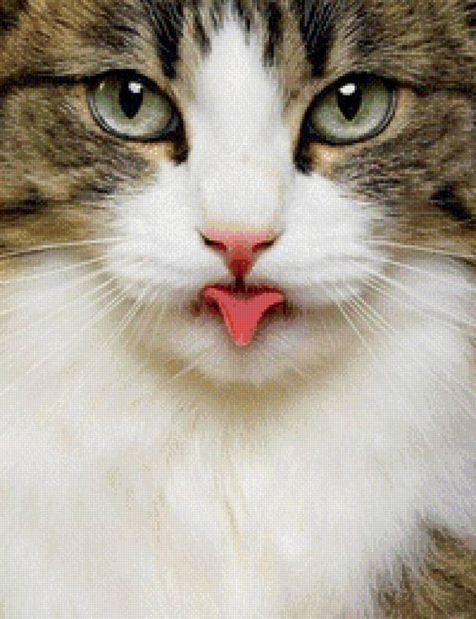 Кот - предпросмотр