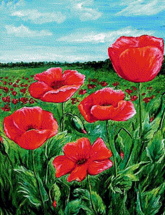 Маки в поле - цветы, маки, поле - предпросмотр