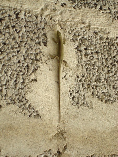 ящерка - оригинал