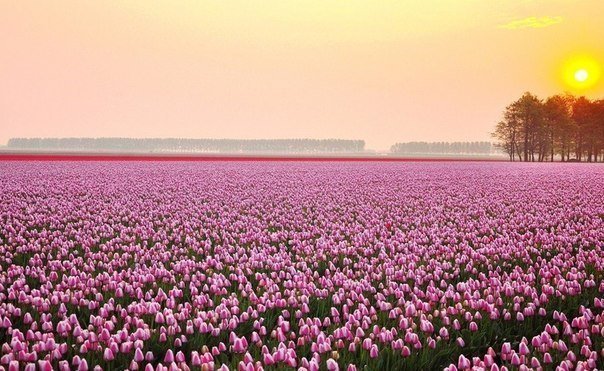 поле тюльпанов - природа, солнце, закат, пейзаж, цветы, тюльпаны - оригинал
