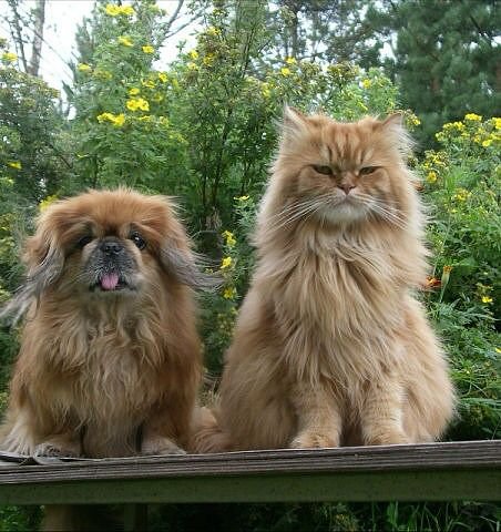 друзья - собаки, кошки - оригинал