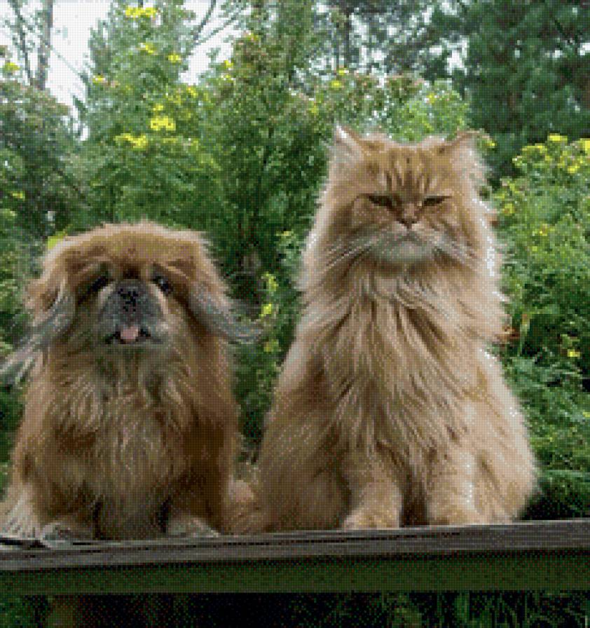 друзья - собаки, кошки - предпросмотр