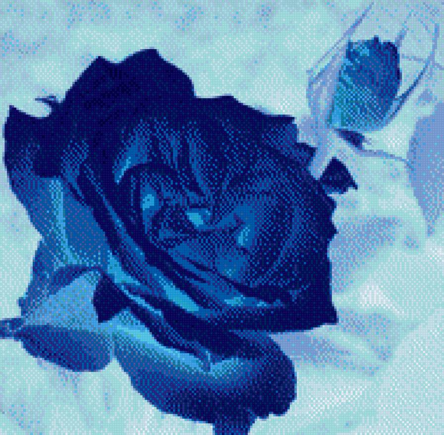 роза - цветы, розы - предпросмотр