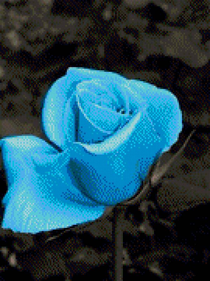 Голубая роза - роза, цветок - предпросмотр
