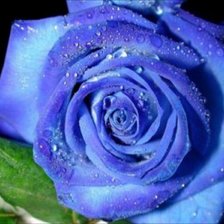 Оригинал схемы вышивки «Синяя роза» (№462116)