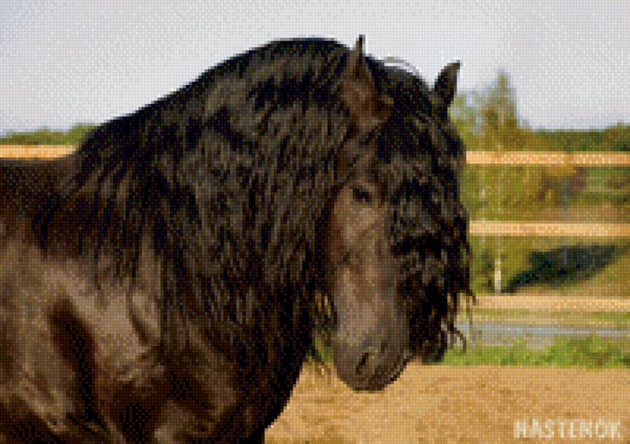 Грустная коняга - предпросмотр