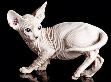 сфинкс - оригинал