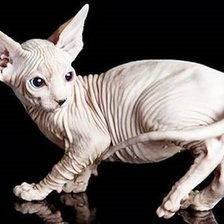 Схема вышивки «сфинкс»