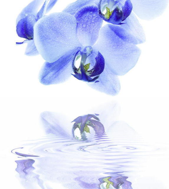Голубые орхидеи - цветы орхидеи - оригинал