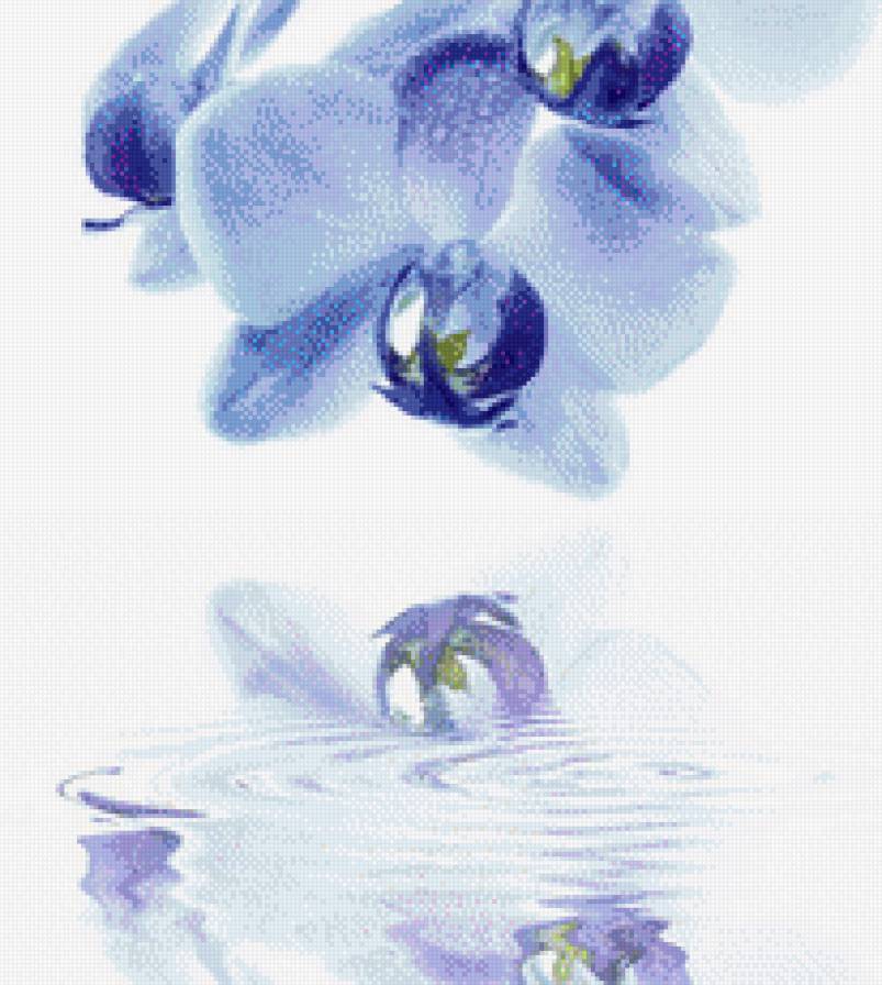 Голубые орхидеи - цветы орхидеи - предпросмотр