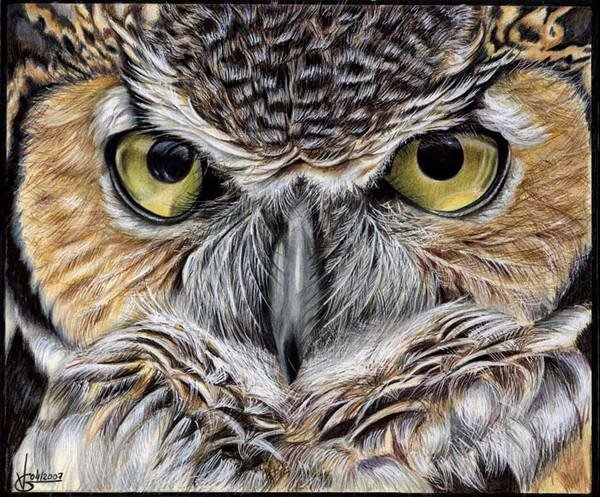 Owl - wildlife - оригинал