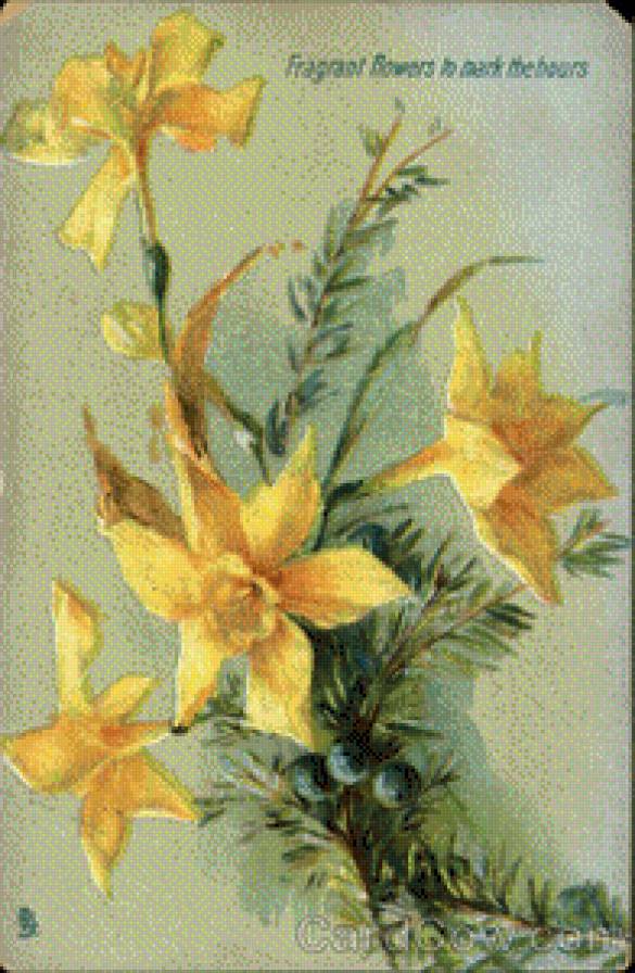 Fragrant Flowers to Mark the Hours -- Daffodils - предпросмотр