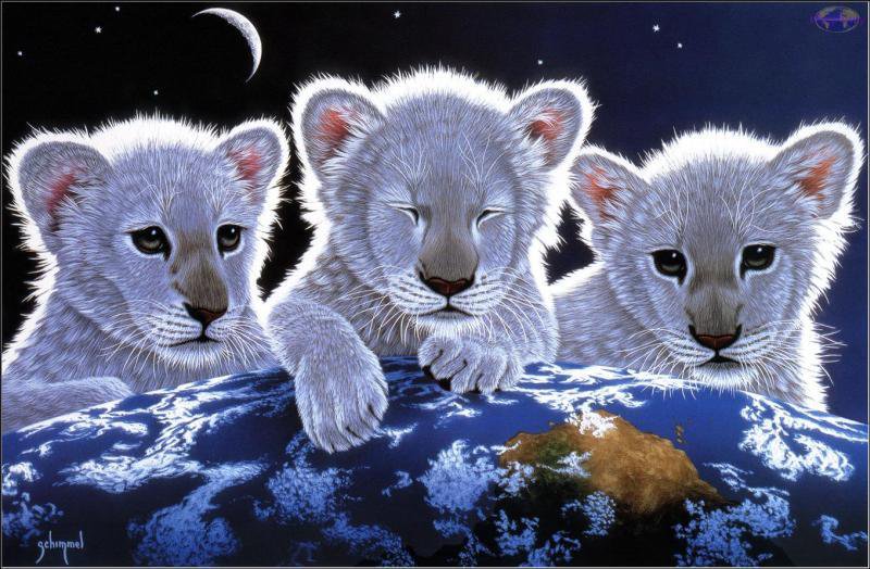 Львята - животные, львы, кошки, планета земля - оригинал