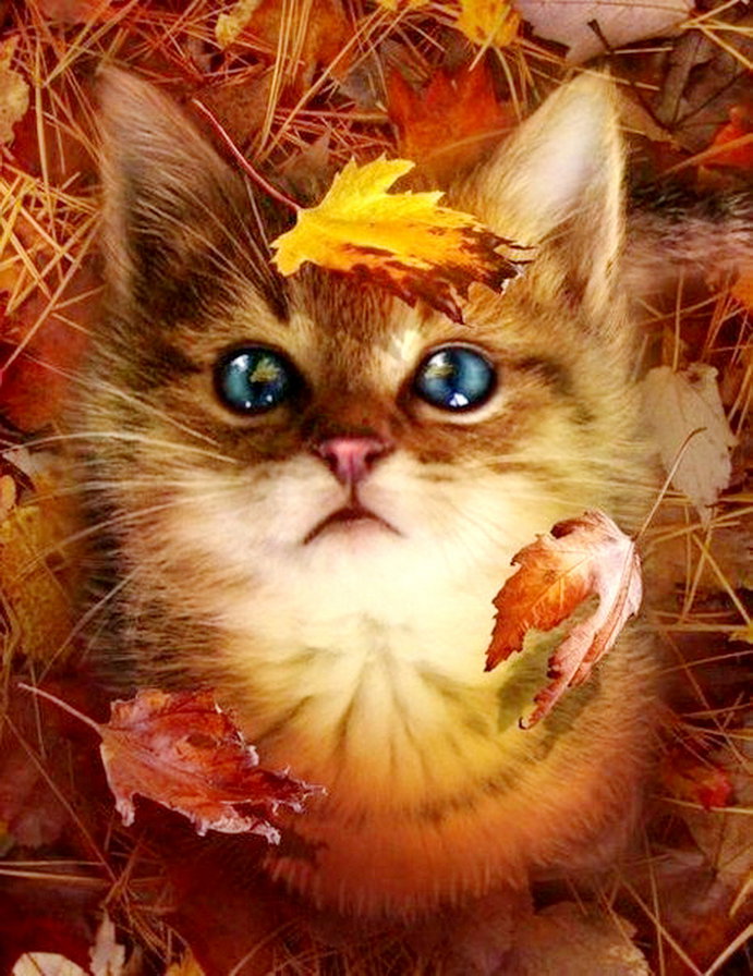 осень - это красиво ! - лапушка, милашка, котенок, кот, листья - оригинал
