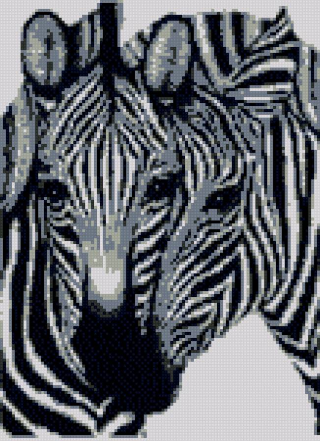 зебры - предпросмотр