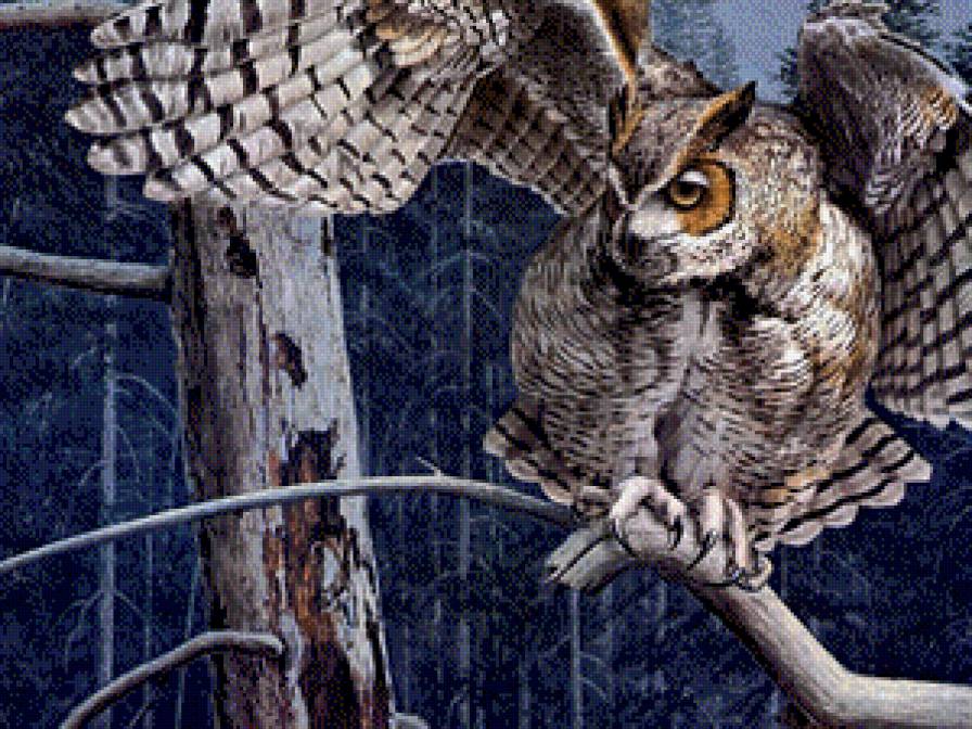 Сова ночью - сова, ночь - предпросмотр