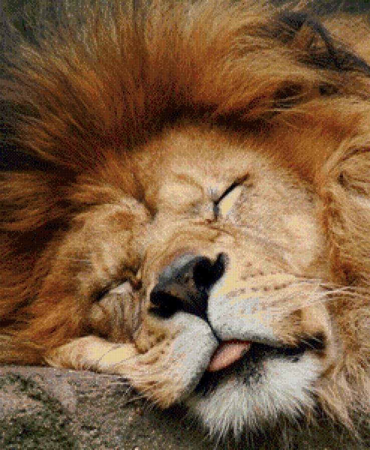 Лев - лев - предпросмотр