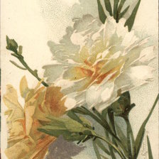 Схема вышивки «White & Tan Flowers with Long Green Stems»