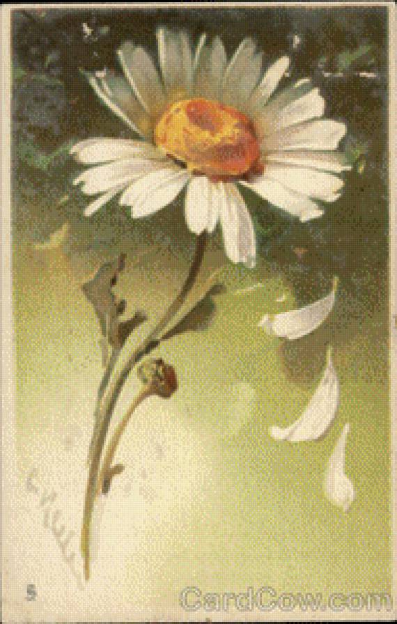 Daisy Dropping Petals - предпросмотр