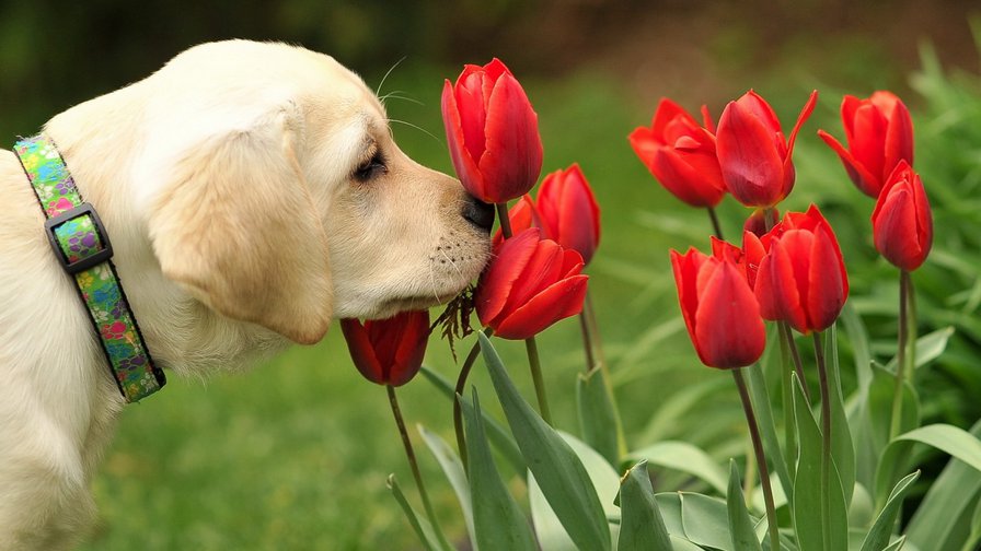 собака - друг, запах, тюльпан, собака - оригинал