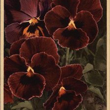 Оригинал схемы вышивки «Tricolor Violets» (№463297)