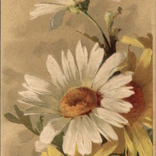 Оригинал схемы вышивки «White and Yellow Dasies» (№463350)