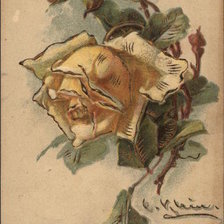Yellow Rose Cutting