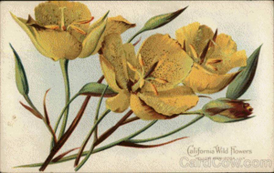 California Wild Flowers - Yellow Mariposa Lily - предпросмотр