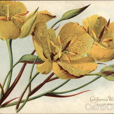 Оригинал схемы вышивки «California Wild Flowers - Yellow Mariposa Lily» (№463358)