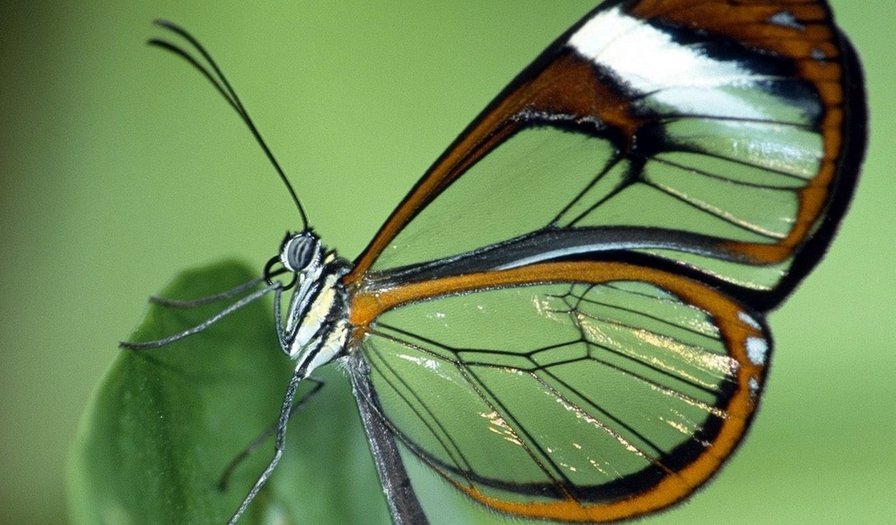 прозрачная бабочка - бабочка - оригинал