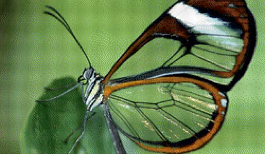 прозрачная бабочка - бабочка - предпросмотр