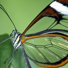 прозрачная бабочка