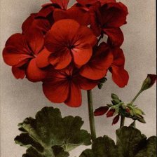 Red geraniums