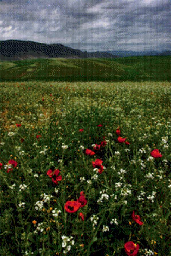 Горный пейзаж - гора, лето, маки, пейзаж - предпросмотр