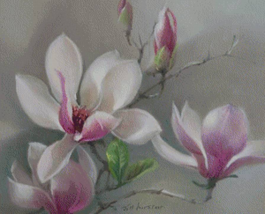 магнолия - цветы - предпросмотр