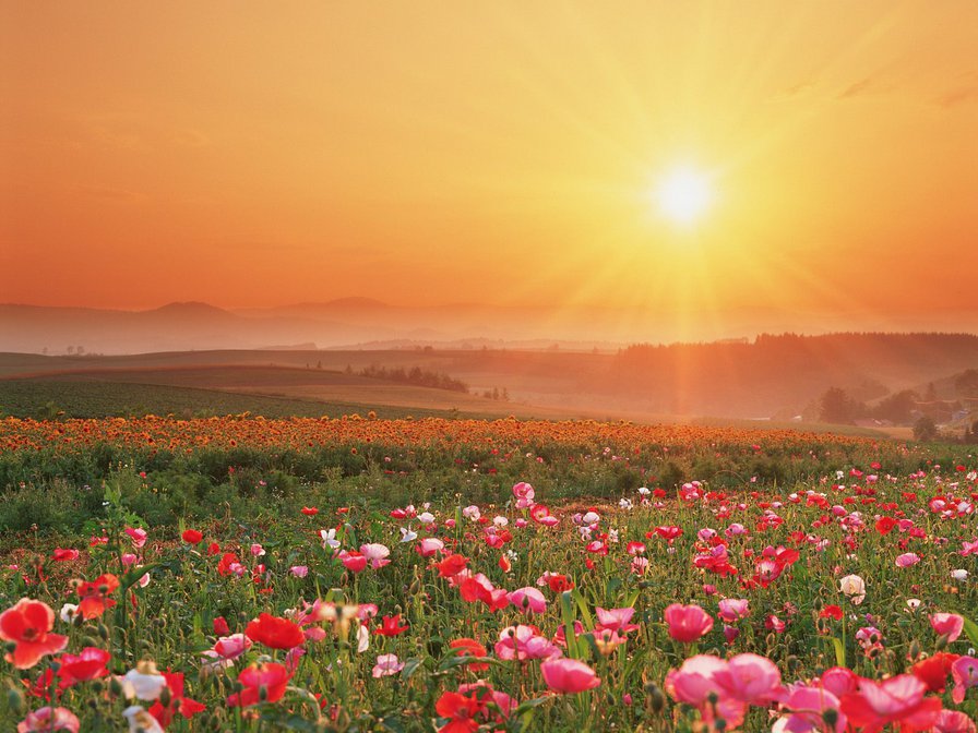 цветущее поле на закате солнца - лето, пейзаж, картина - оригинал