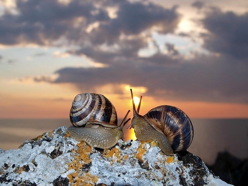 улитки - оригинал