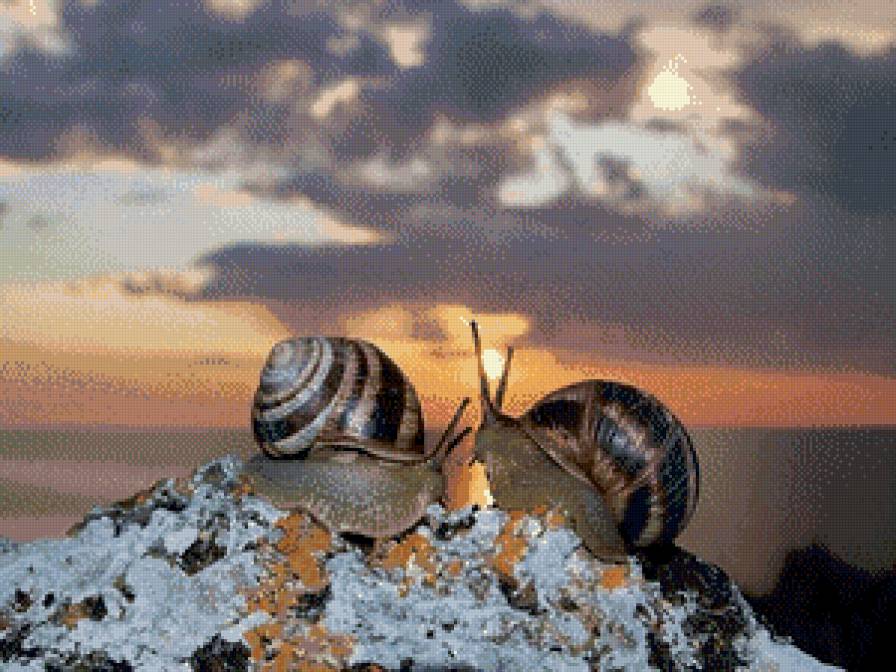 улитки - предпросмотр