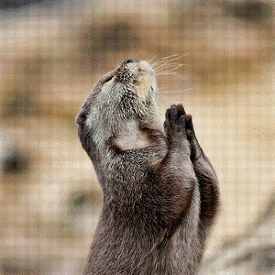 выдра - предпросмотр