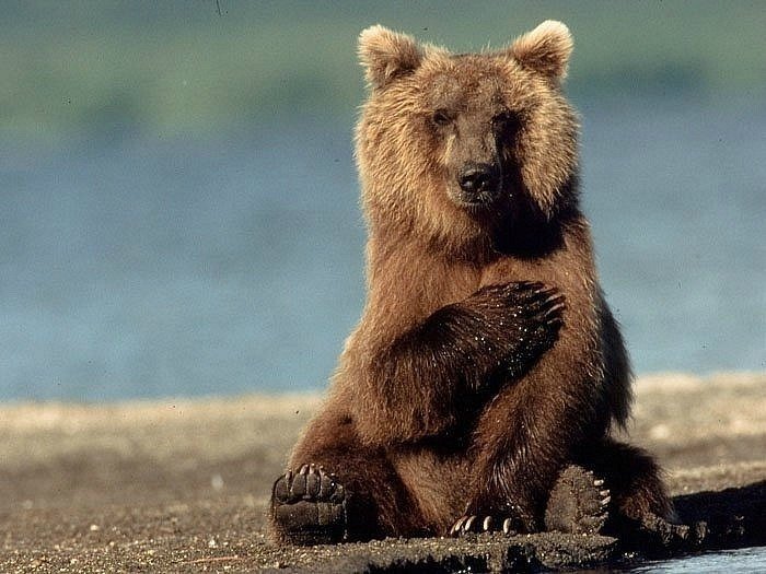 мишка - оригинал