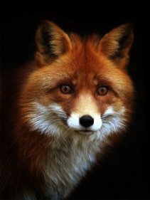 лис - оригинал