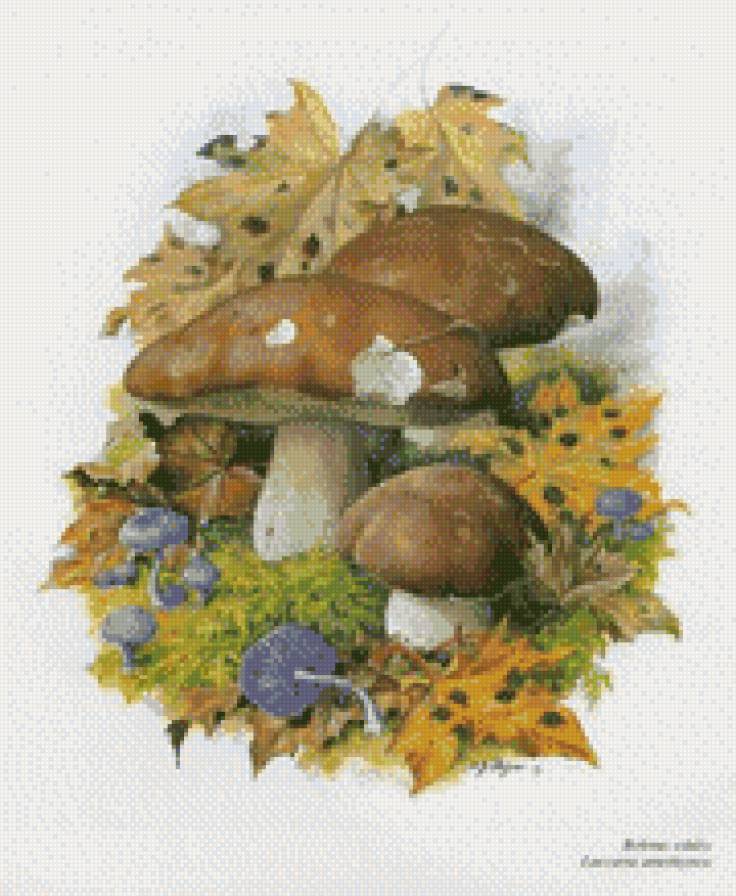 Грибочки - грибы, натюрморт - предпросмотр