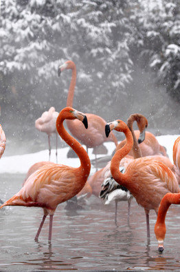 Фламинго - зимний пейзаж, розовые фламинго - оригинал