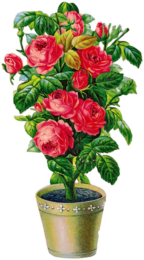 роза - розы, цветы, куст, вазон - оригинал