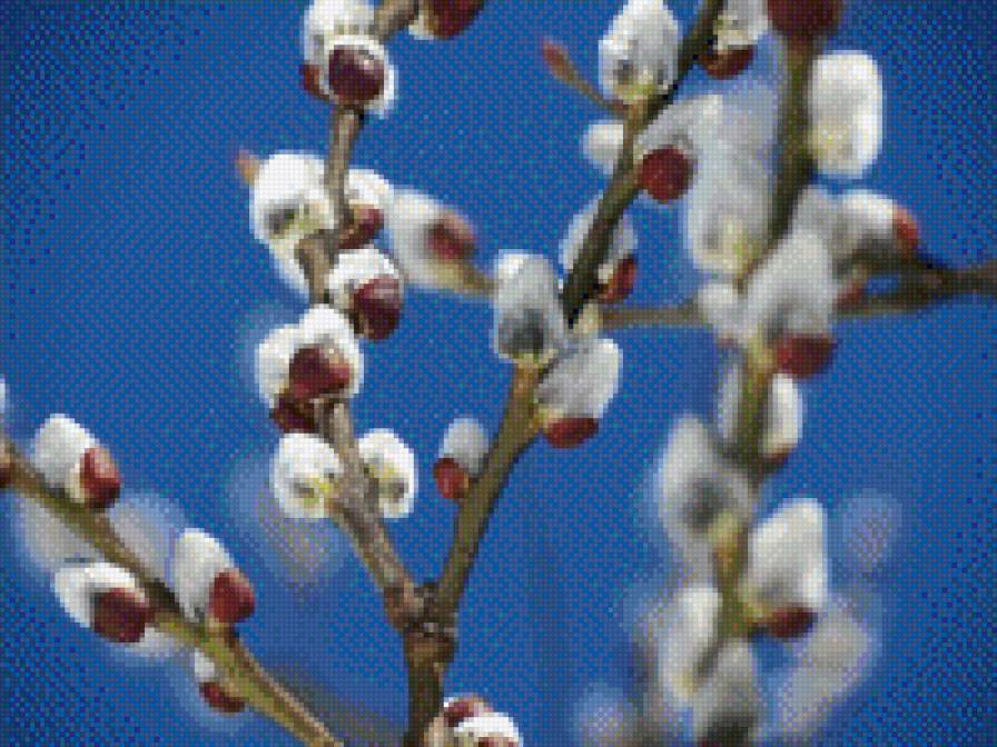 верба - верба, дерево - предпросмотр