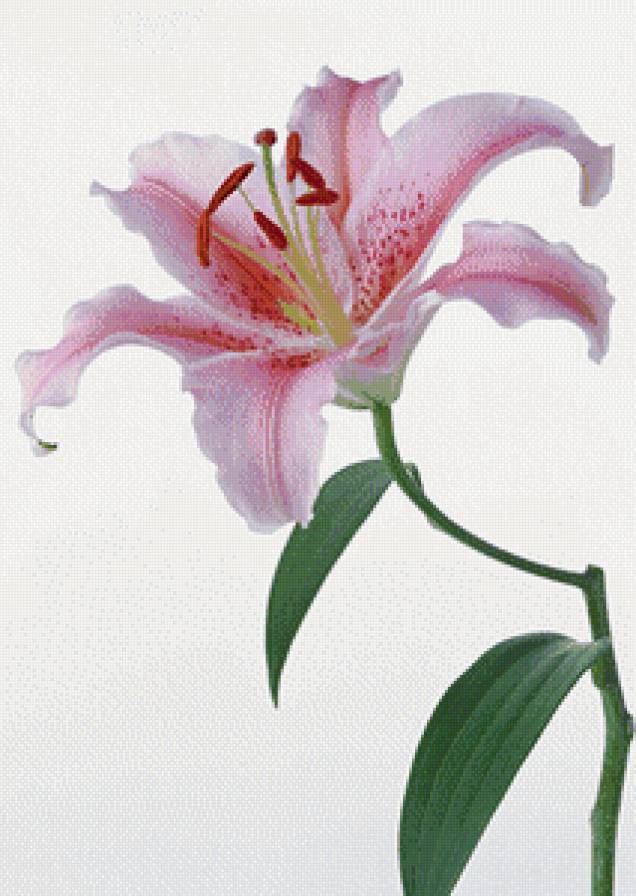 лилии - предпросмотр