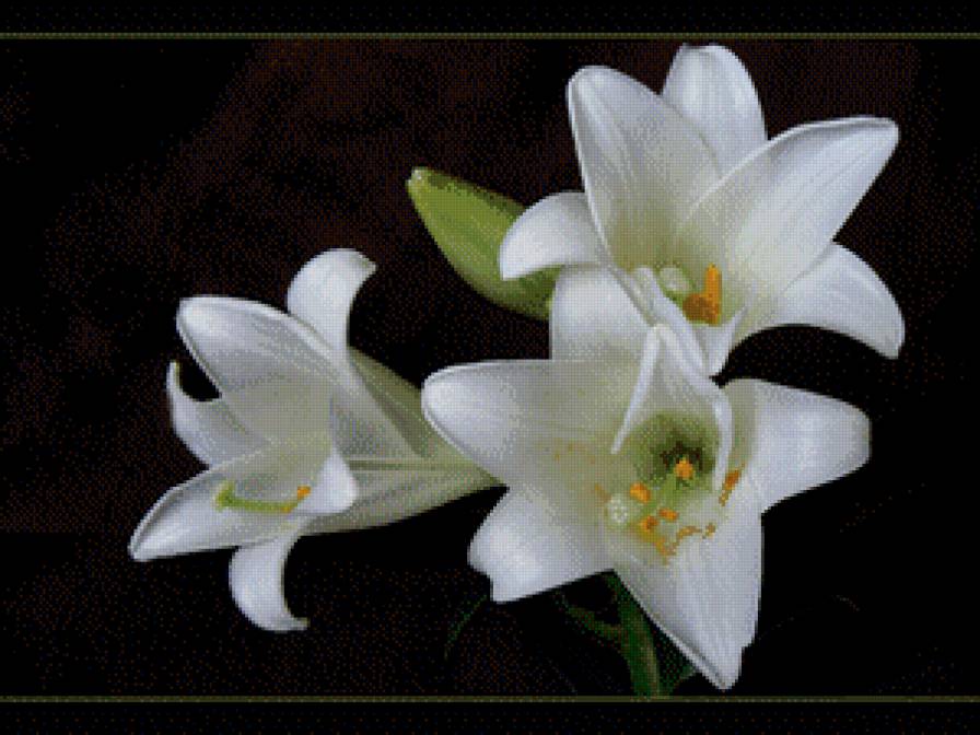 лилии - предпросмотр