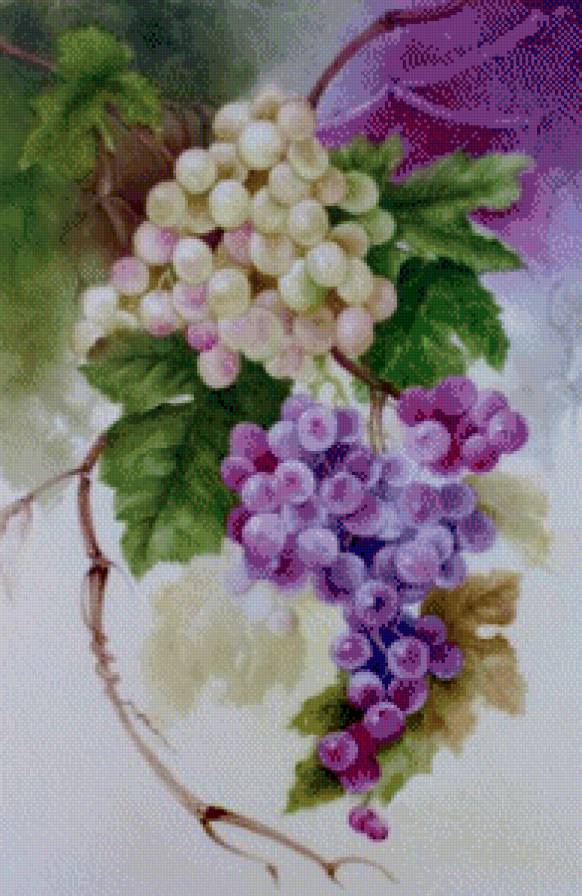 гроздь винограда - живопись, фрукты - предпросмотр