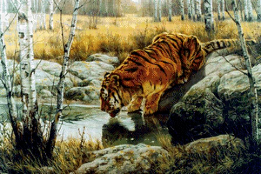 в сибирской глуши - пруд, живопись, тигр, осень, хищник, березы, камни - предпросмотр