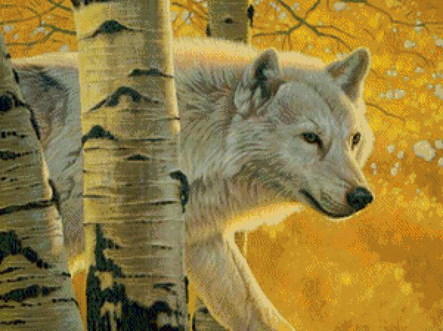 волк - осень, природа, береза, хищник - предпросмотр